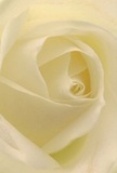 Immersing yourself in this intimate image, you are drawn into the centre of a cream-white rose, as if discovering a secret sanctuary amidst the energetic flow of King's Cross. The petals unfold with a soft, silken touch, their gentle spiral shaped by both artistry and patience. The interplay of luminous ivory and subtle shadows adds dimension and quiet allure, recalling peaceful corners within Camley Street Natural Park where light filters through leafy canopies. There is a palpable sense of calm-serene, hopeful, and full of meaning-that mirrors the heartfelt moments celebrated or commemorated by locals. The aura is not only visual but sensory: you can almost feel the bloom's delicate texture and faint perfume, evoking warmth and comfort. As a symbol, this rose carries the thoughtful intent of a florist dedicated to crafting arrangements for sympathy, admiration, or new beginnings throughout the King's Cross community. This close view captures the essence of the flower and the emotions behind its selection, embodying the delicate power of a single rose to connect people and moments across the city.